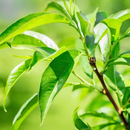 Bastudoft Eucalyptus 500ml Harvia - Bastutillbehör, bastudoft - 27050016 - 2